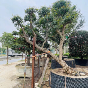 Cây lựu 24034