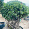 Đỗ Quyên 24083