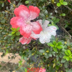 Đỗ quyên 24085