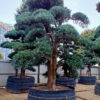 Tùng La Hán 241019
