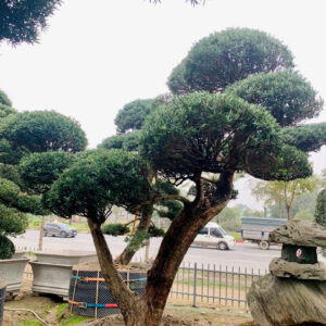 Tùng La Hán 241272