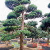 Tùng La Hán 241308