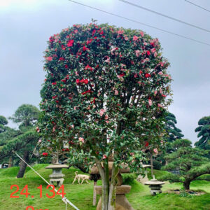 Hoa Trà 24134