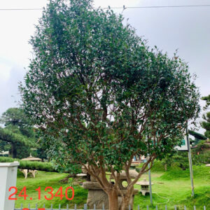 Hoa trà 241340