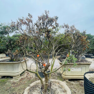 Đỗ quyên 241383