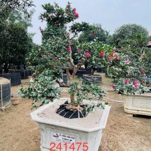 Hoa Trà 241475