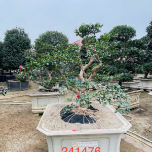 Hoa Trà 241476