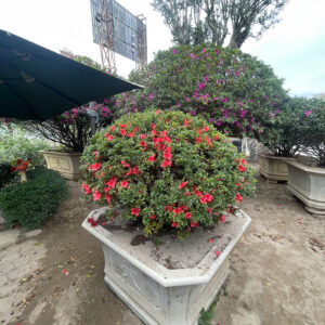 Đỗ quyên 24152