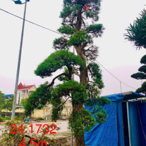 Tùng La Hán 241732