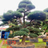 Tùng La Hán 24179
