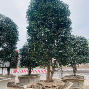 Hoa trà 242300