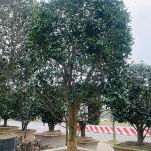 Hoa trà 242301