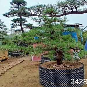 Thông đen 242843