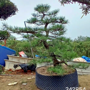 Thông đen 242854