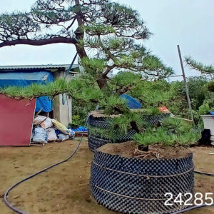 Thông đen 242855