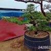 Thông đen 242862
