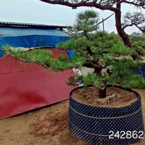 Thông đen 242862