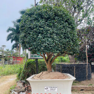 Trà đỏ 242935