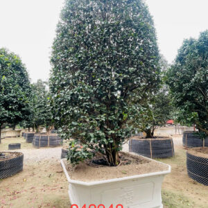 Hoa Trà 242948