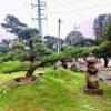 Thông đen 243015