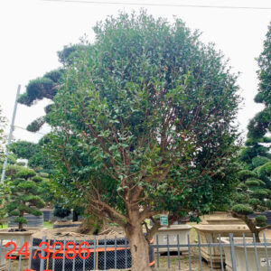 Hoa trà đỏ 243286