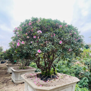 Đỗ Quyên 24430