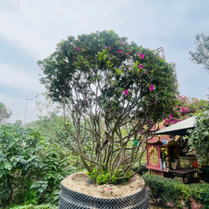 Đỗ Quyên 24435