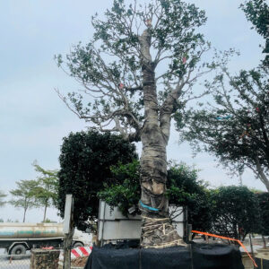Hoa Trà Đỏ 24711