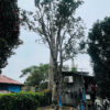 Hoa Trà Đỏ 24712
