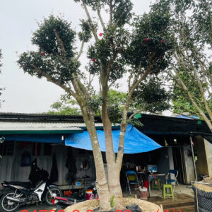 Hoa Trà Đỏ 24753