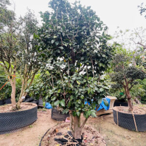 Hoa Trà Đỏ 24759