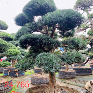 Tùng La Hán 24765
