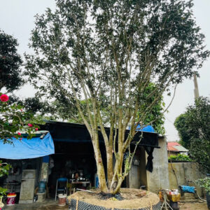 Hoa Trà Đỏ 24813