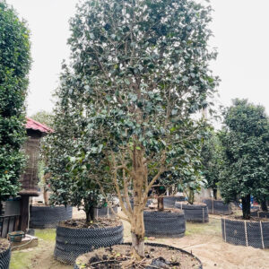 Hoa Trà Đỏ 24814
