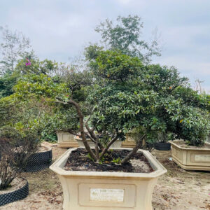 Đỗ Quyên 24962