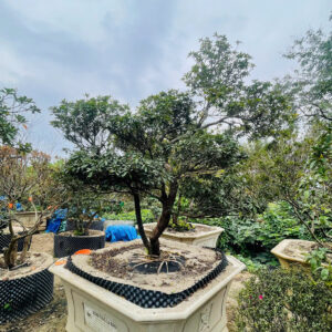 Đỗ Quyên 24966