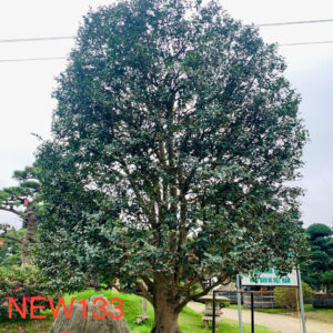 Hoa trà đỏ new133