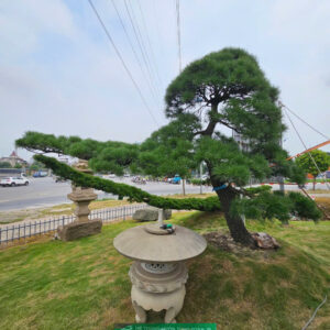 Cây Thông Đen NEW 221