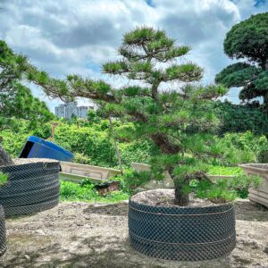 Thông đen 242854