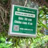Cây tùng 243921
