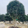 Hoa Trà hồng 21486