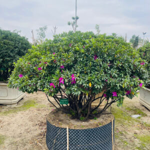 Hoa đỗ quyên 22195