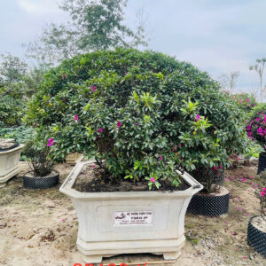Hoa đỗ quyên 22199