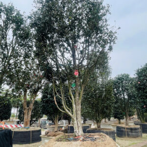 Hoa trà đỏ 22230