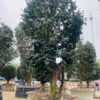 Hoa trà đỏ 22231