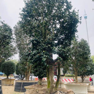 Hoa trà đỏ 22231