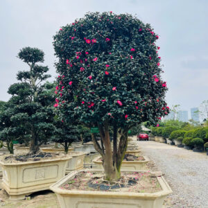 Hoa trà đỏ 22456