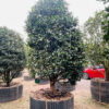 Hoa trà 3 màu 22460