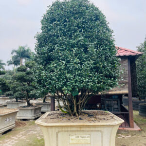 Hoa trà 2 màu 22467