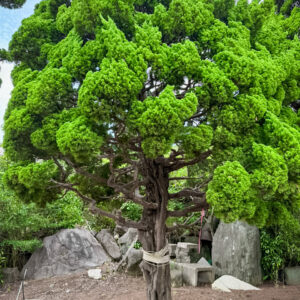 Tùng cối 25260